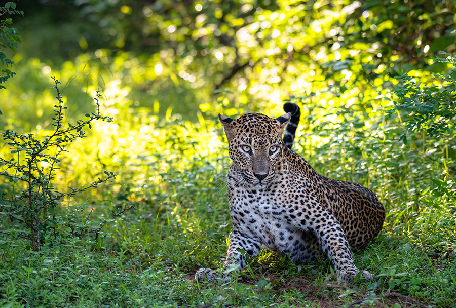 A leopard sitting on the verdant land of Yala National Park