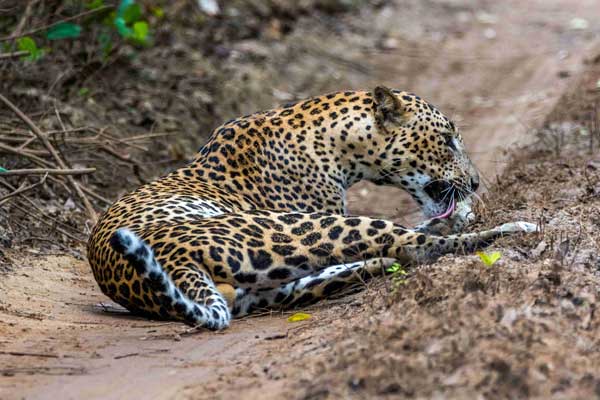 Leopard seated on a dusty road, licking its paws, captured during a jeep safari