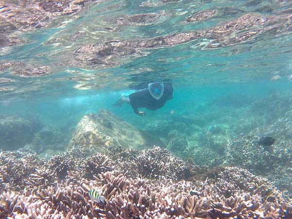 Corals Underwater Captured while Snorkeling in Sri Lanka