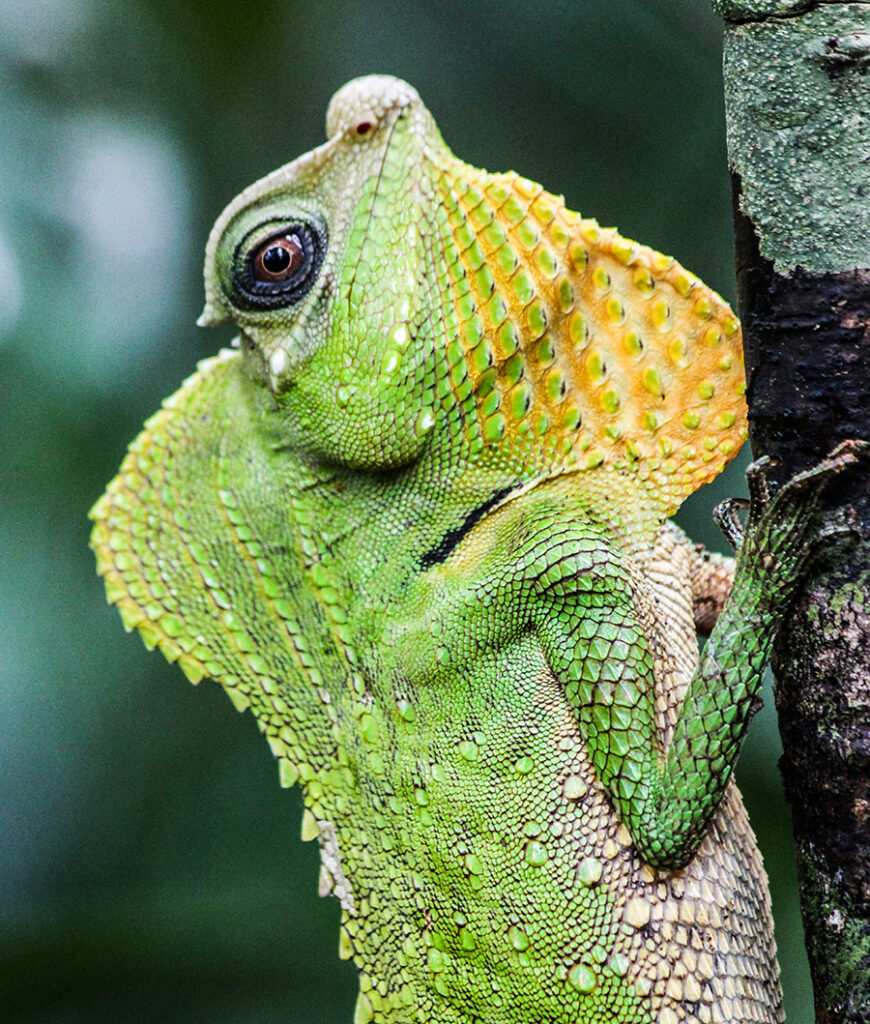 A green and yellow mix lizard on a trunk of a tree