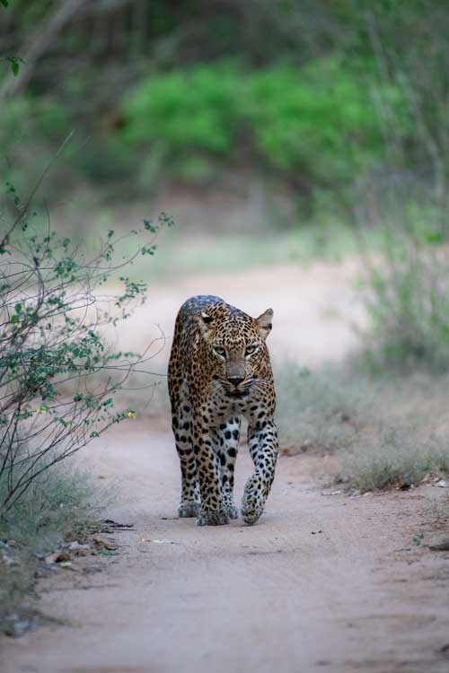 A leopard walking on a dusty road in a forestry area