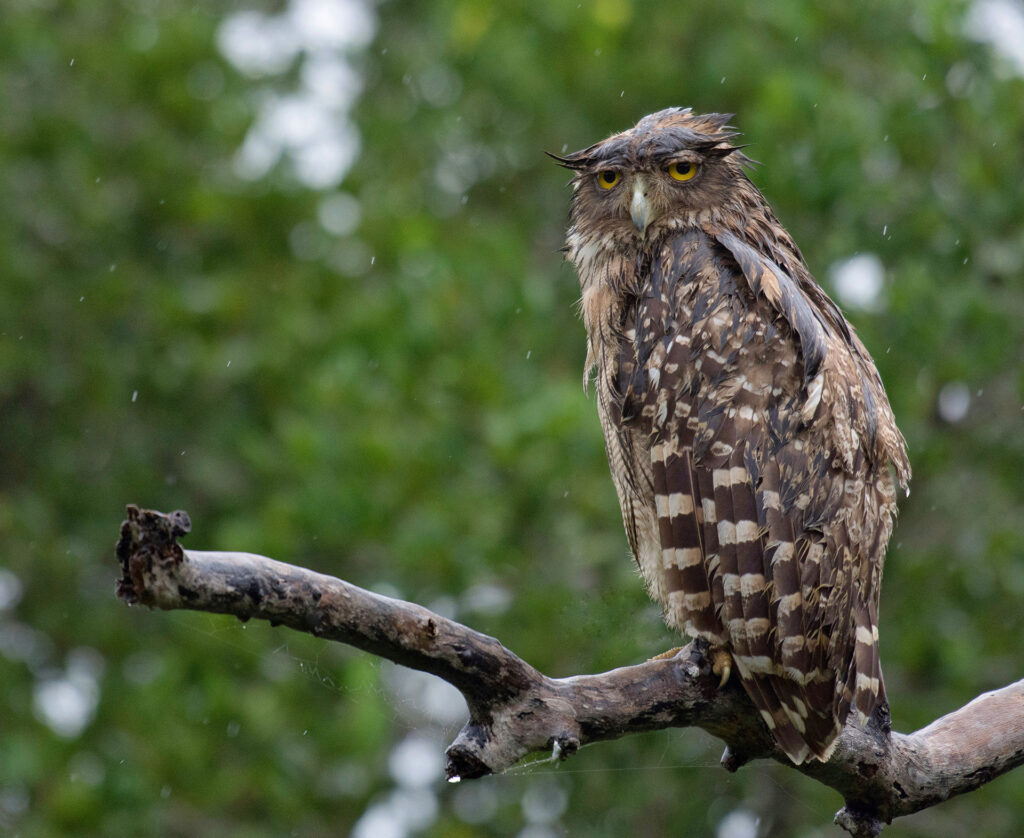 A Brown Fish Owl perched on a branch, spotted during a Jeep Safari at Yala National Park