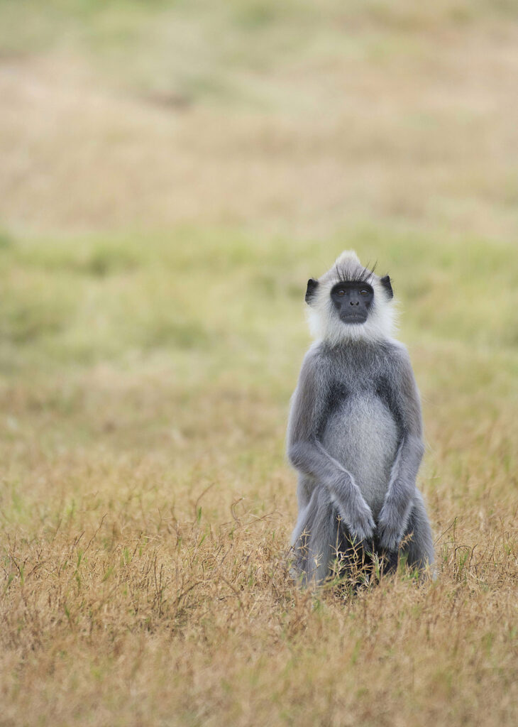 A Gray langur seated on the lawn, at Minneriya National Park in Sri Lanka