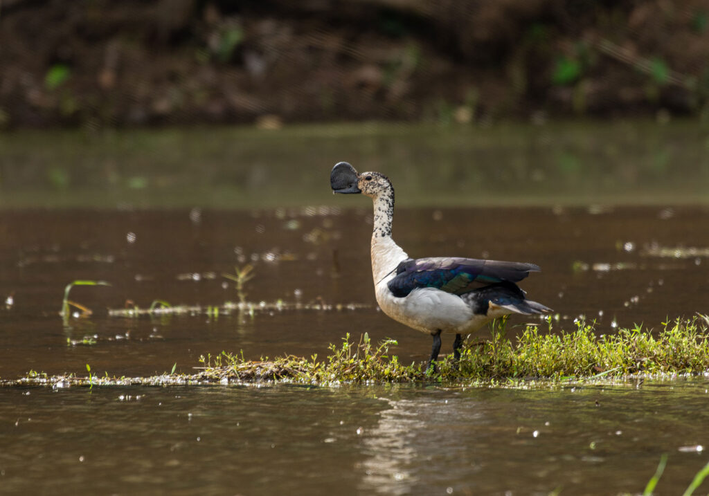 A Knob Billed Duck in a lake