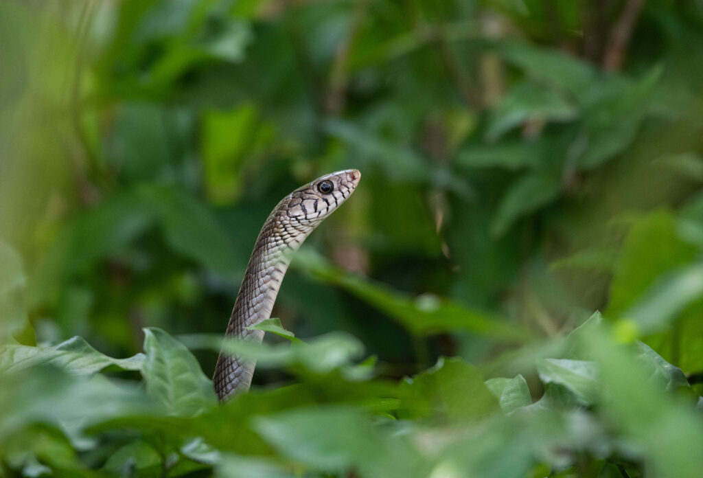 A Rattle Snake keeping its head high amidst the greenery