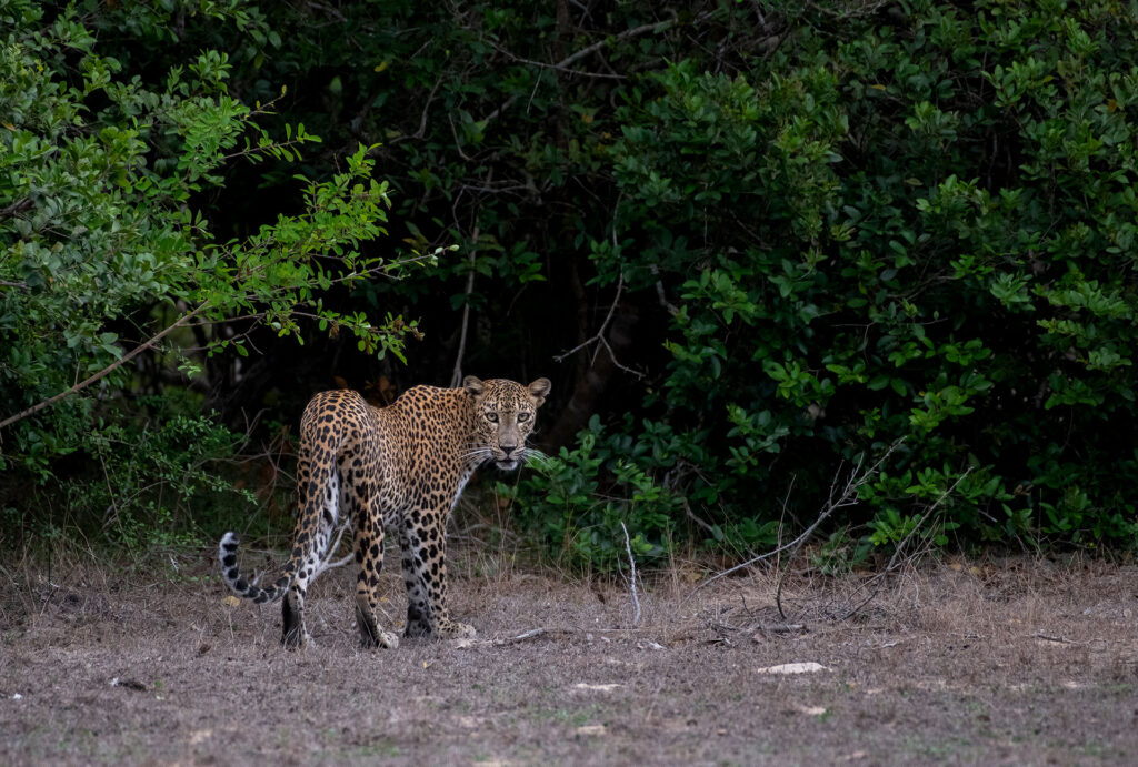 A Sri Lankan Leopard in the wild