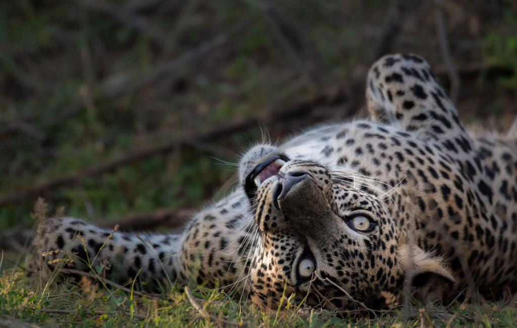 A Sri Lankan Leopard lying on the grass