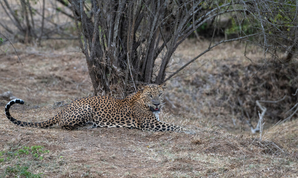 A Sri Lankan Leopard sitting on a withered lawn