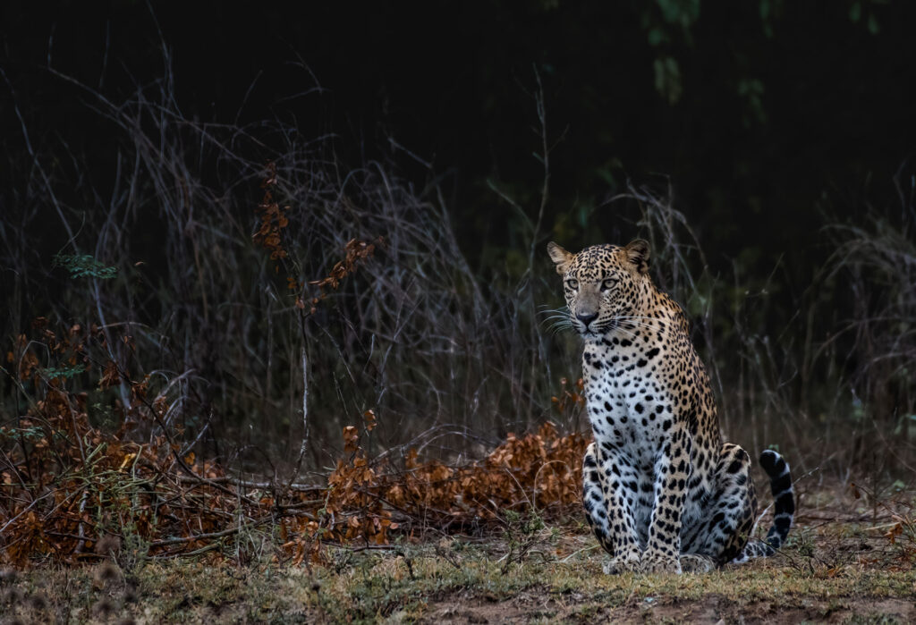 A Sri Lankan Leopard sitting on a withered lawn.