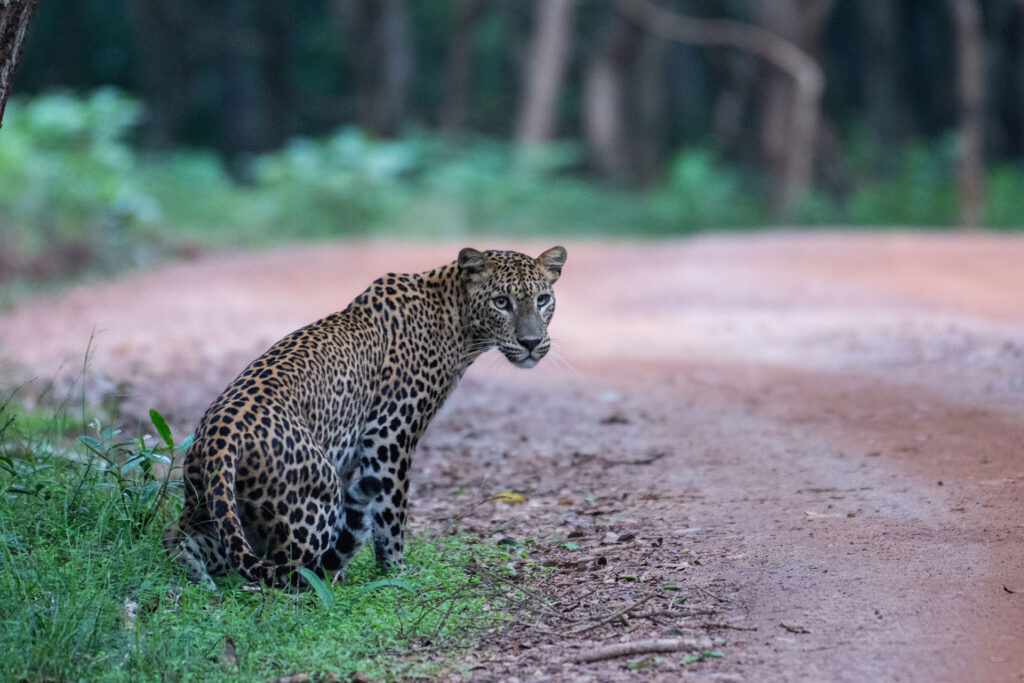 A Sri Lankan Leopard sitting on the ground