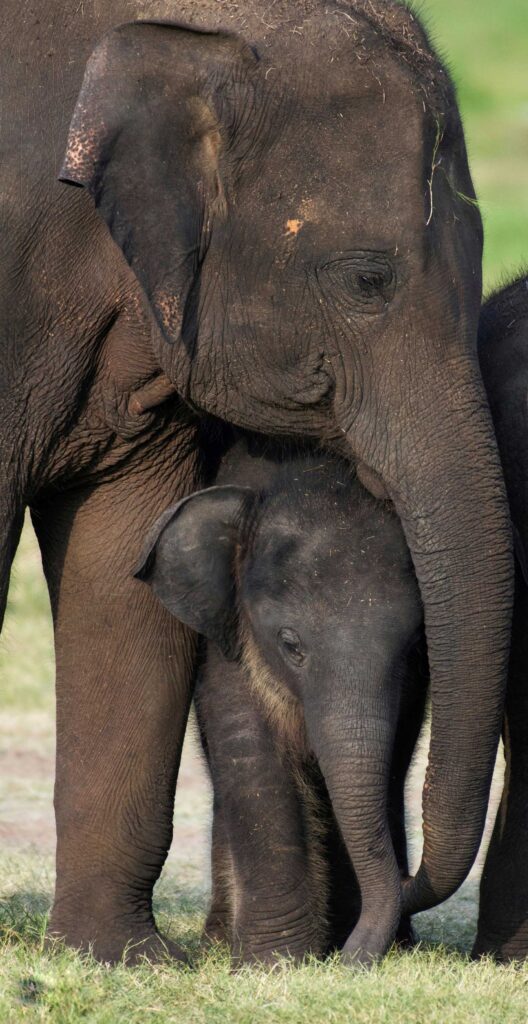 A Sri Lankan elephant with a baby elephant