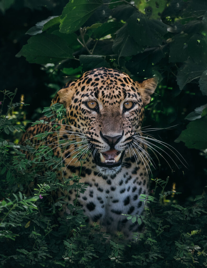 A Sri Lankan leopad amidst the greenery