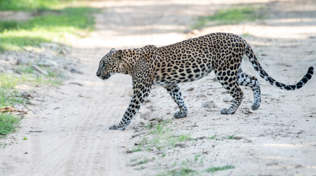 A Sri Lankan leopard crossing a dusty road.