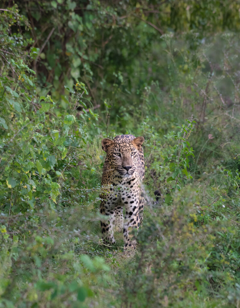 A Sri Lankan leopard in the wild