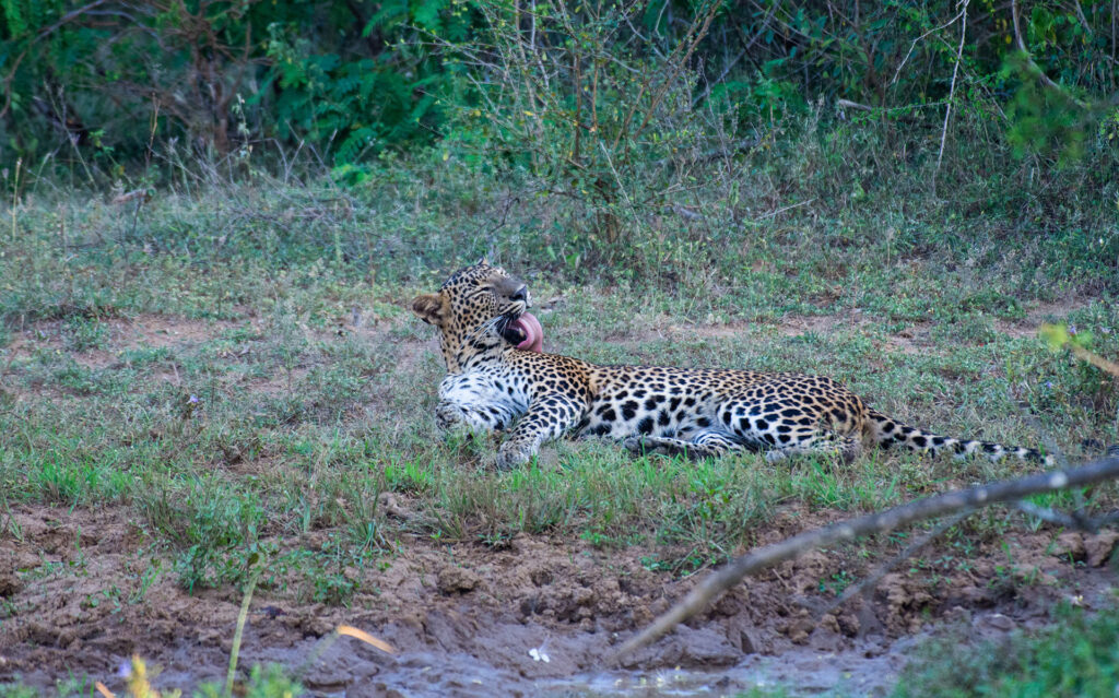 A Sri Lankan leopard on a lawn in the wild