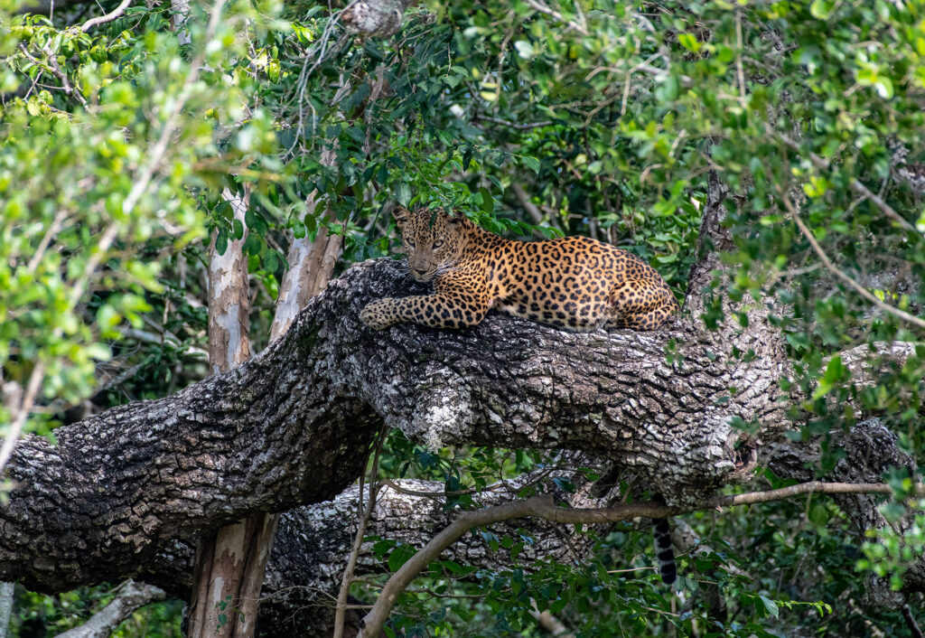 A Sri Lankan leopard on branch of a tree
