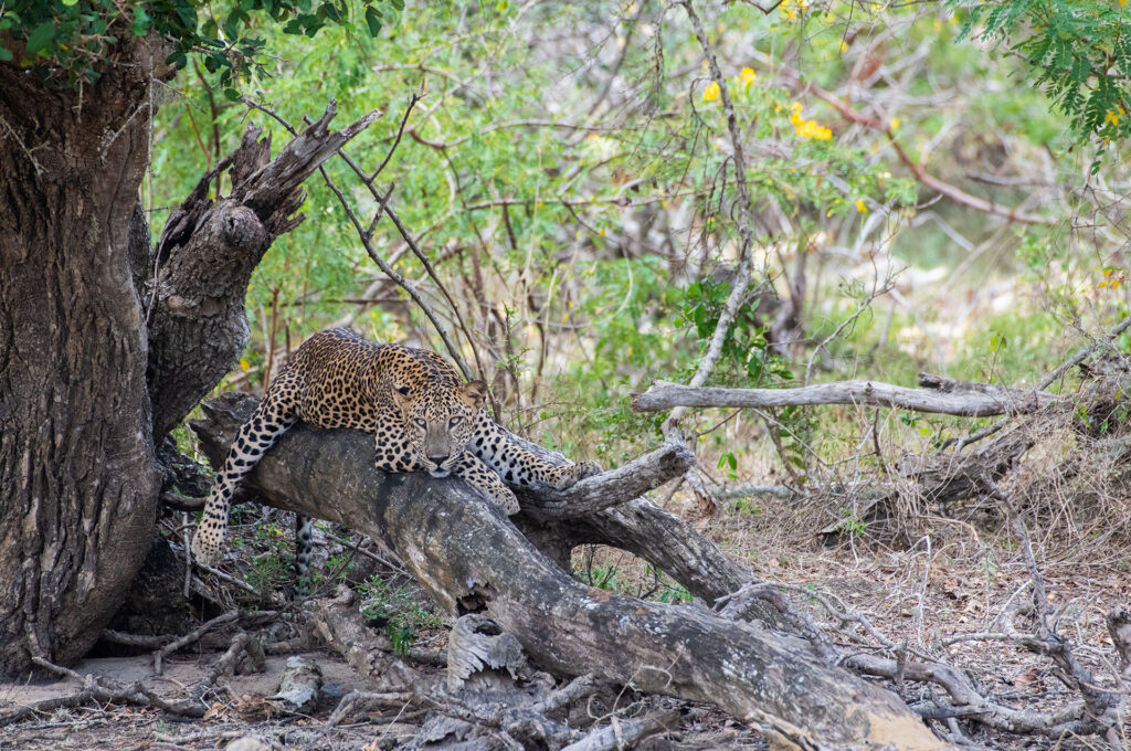 A Sri Lankan leopard resting on a branch of a tree