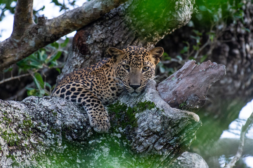 A Sri Lankan leopard sitting on a branch of a tree in the wild