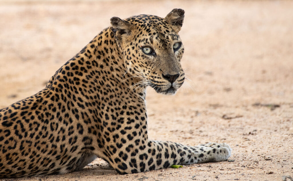 A Sri Lankan leopard sitting on a dusty road