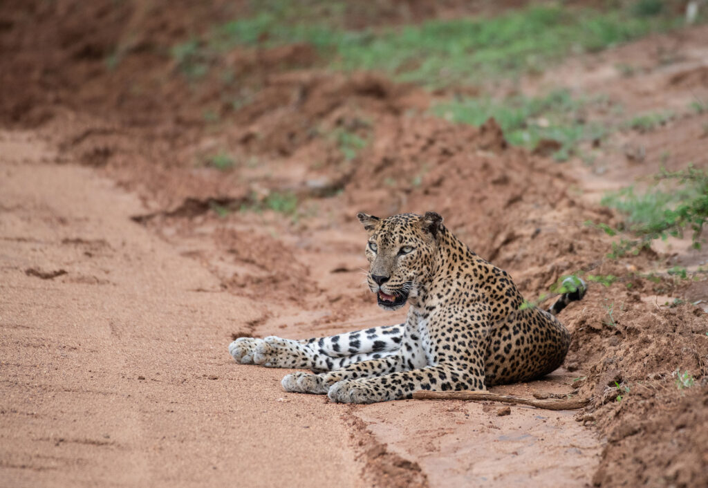 A Sri Lankan leopard sitting on a dusty road