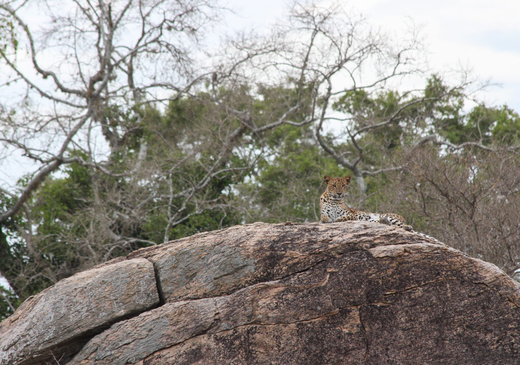 A Sri Lankan leopard sitting on a rock