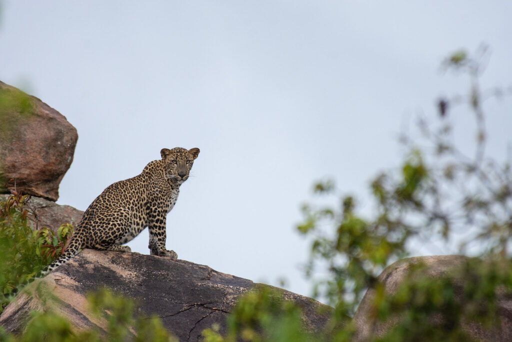 A Sri Lankan leopard sitting on a rock