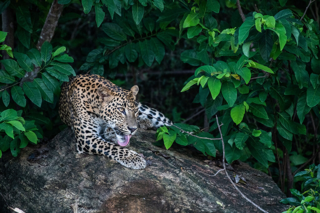 A Sri Lankan leopard sitting on a rock by a tree