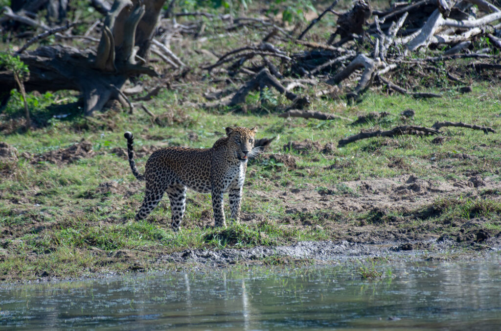 A Sri Lankan leopard standing by a lake in the wild