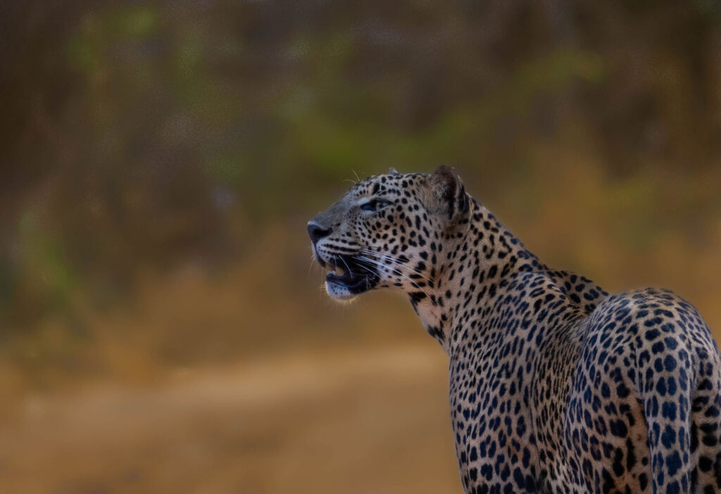 A Sri Lankan leopard staring