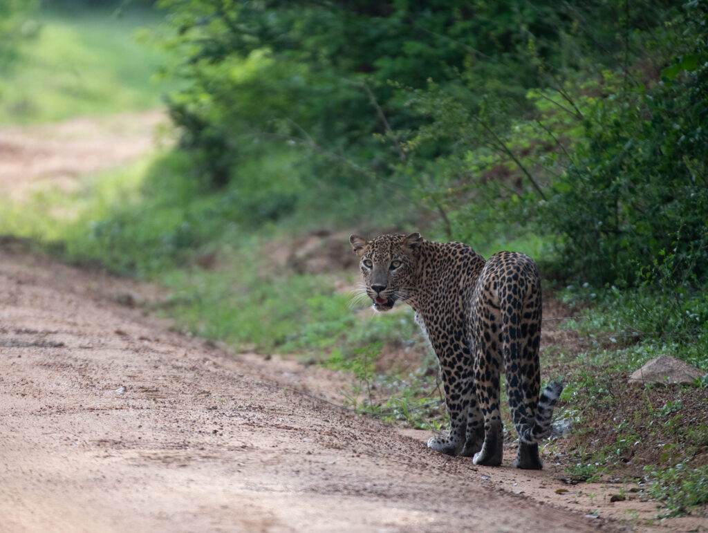 A Sri Lankan leopard walking along a dusty road