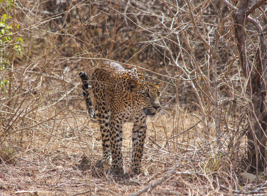 A Sri Lankan leopard walking in the wild