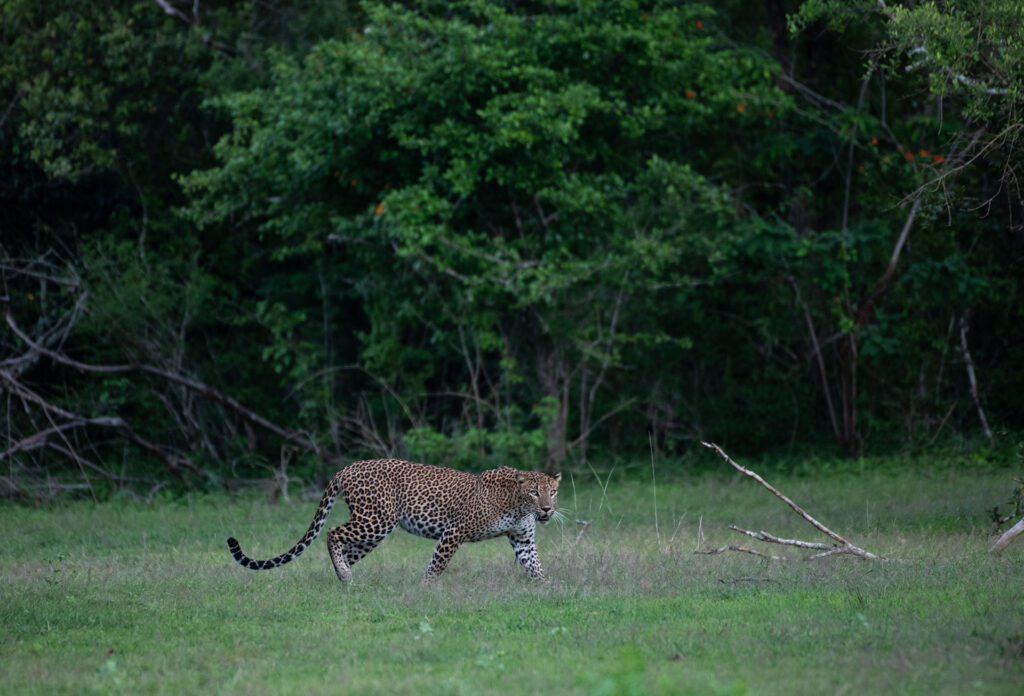 A Sri Lankan leopard walking in the wild