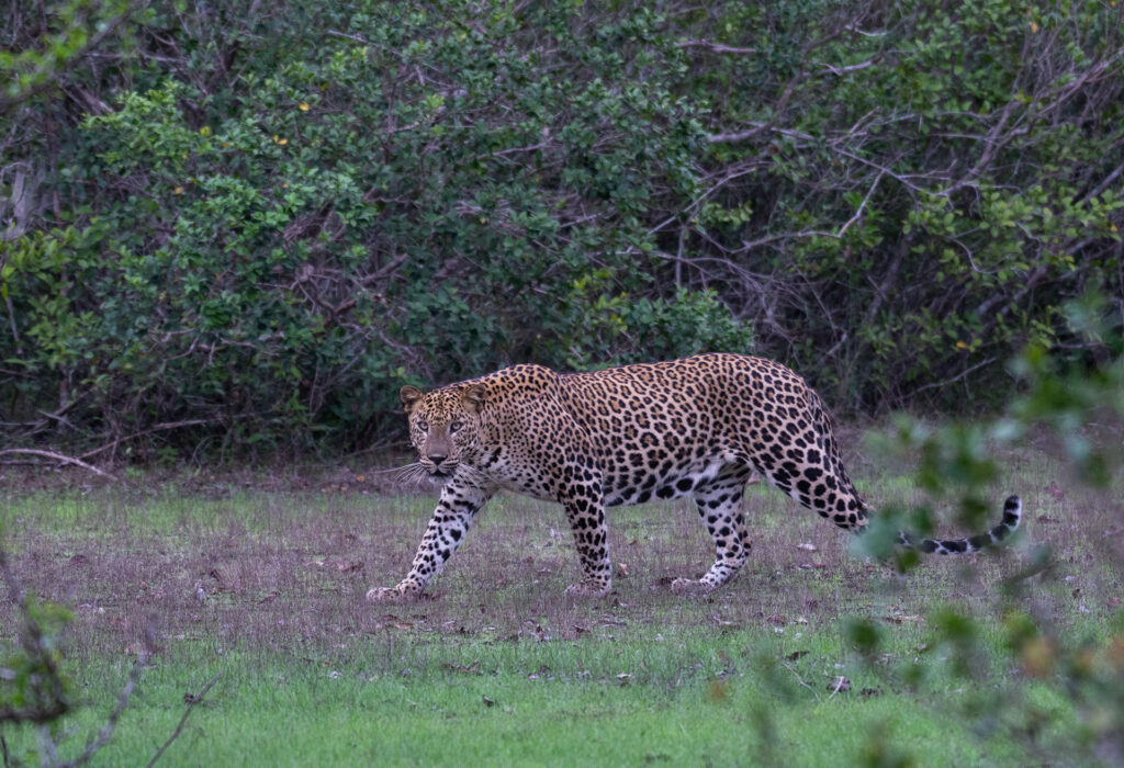 A Sri Lankan leopard walking in the wild