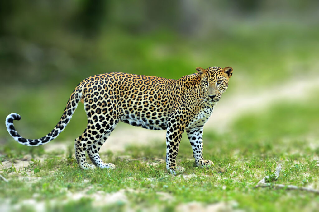 A Sri Lankan leopard walking on a lawn creating a perfect scene to observe, one of the best things to do in Sri Lanka.