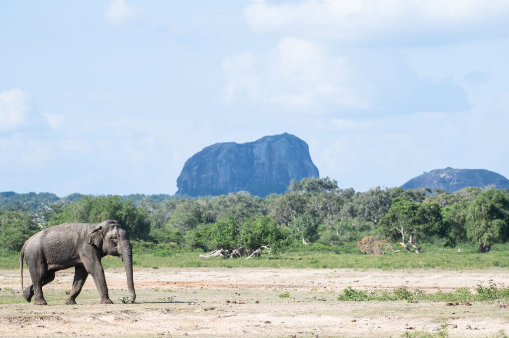 A Sri Lankan walking on a dusty land with the elephant rock in the background