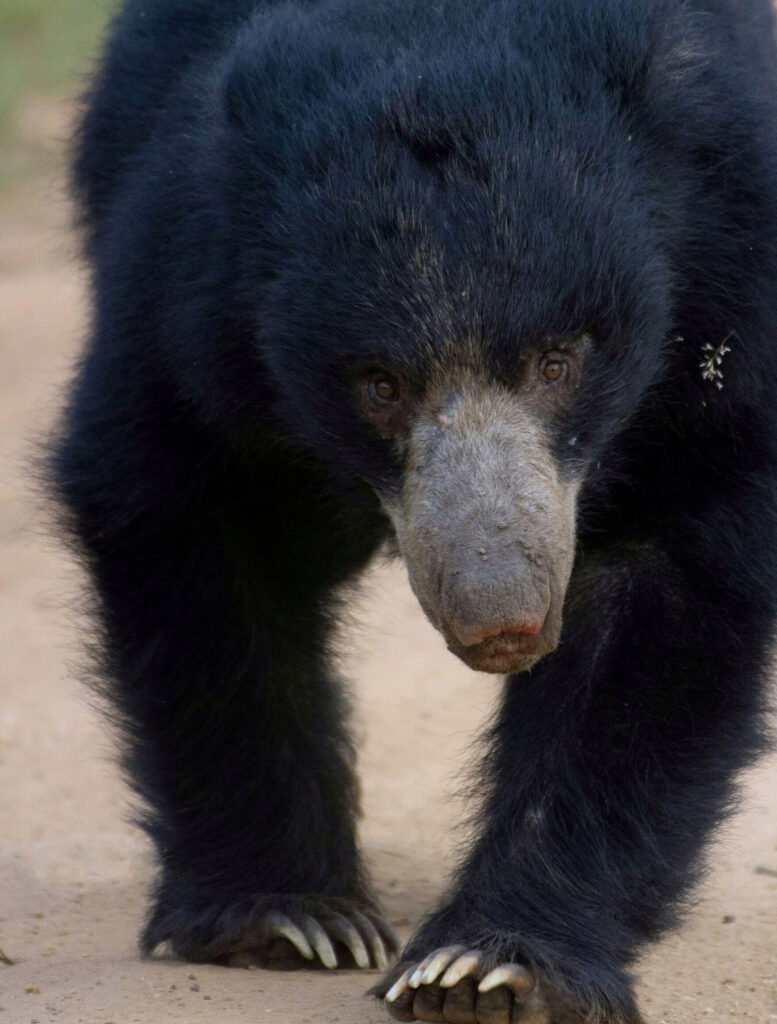 A black Sri Lankan sloth bear