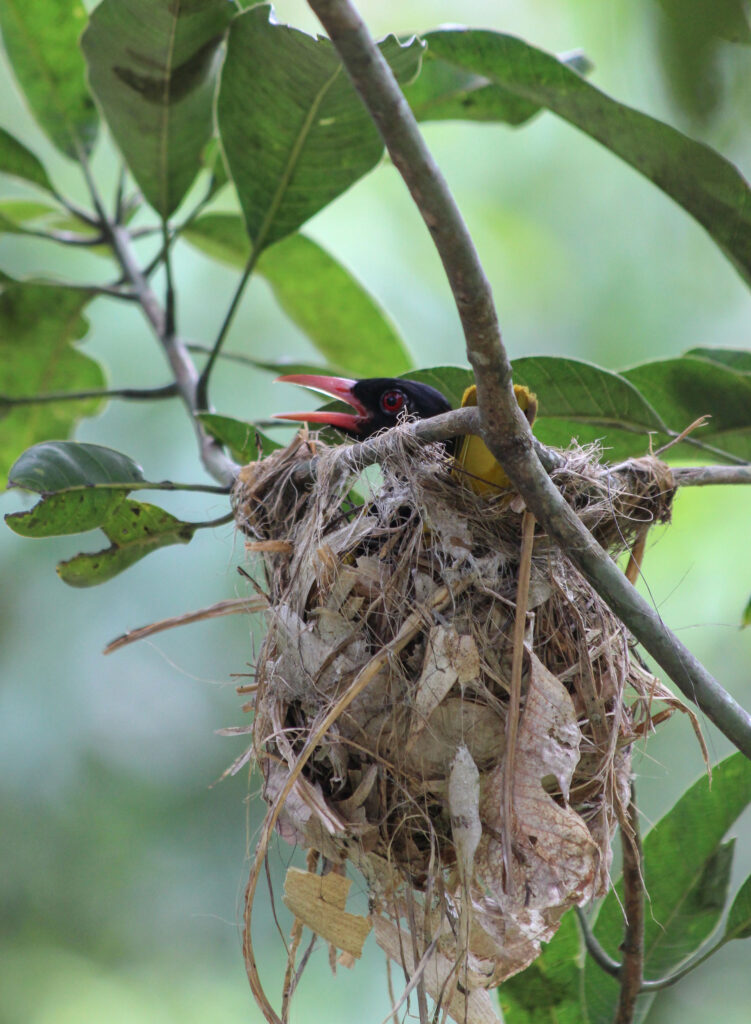 A black headed oriole in a nest