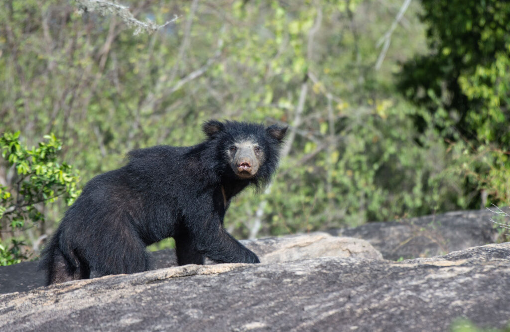 A black sloth bear on a rocky terrain