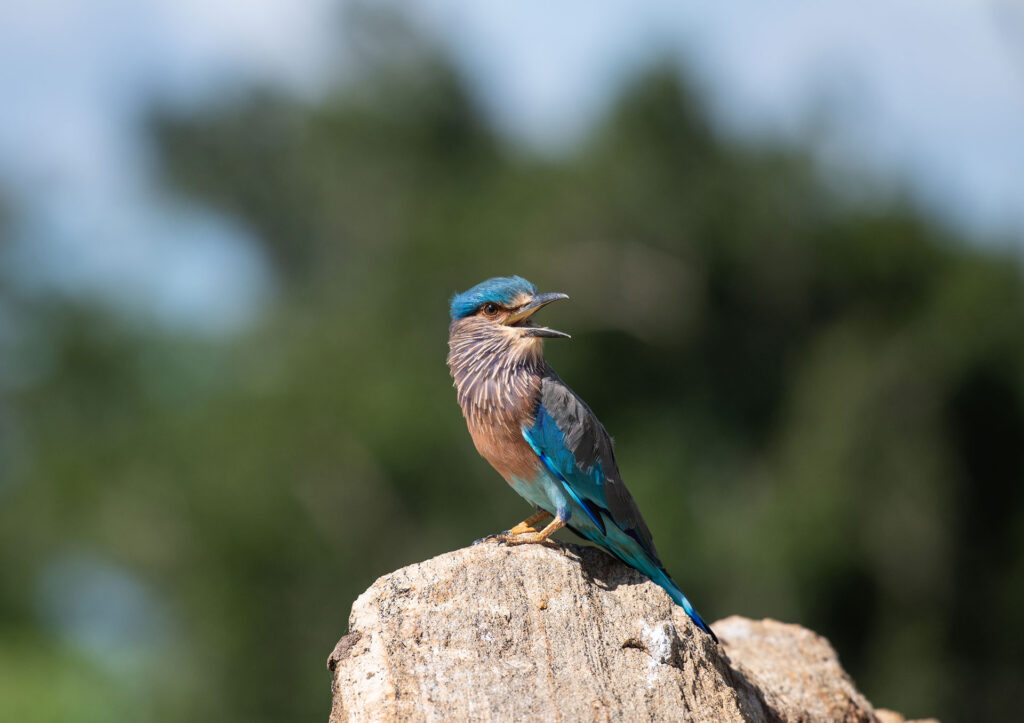 A blue and grey shaded Indian Roller perched on a cut trunk of a tree, with a lizard between its beak