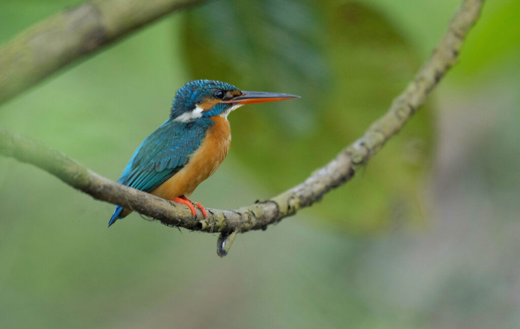 A blue and yellow kingfisher perched on a branch of a tree at Kirala Kele