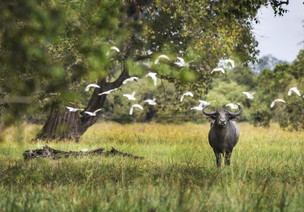 A buffalo under a large tree standing on a grass lawn with white cranes flying in the surrounding