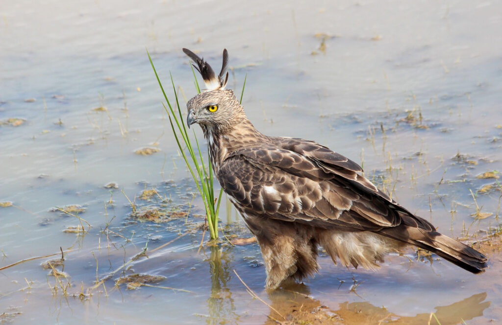 A changeable hawk eagle in a lake