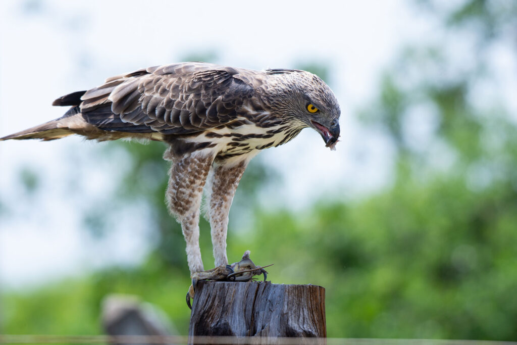 A changeable hawk eagle perched on a cut trunk of a tree, with a lizard between its beak