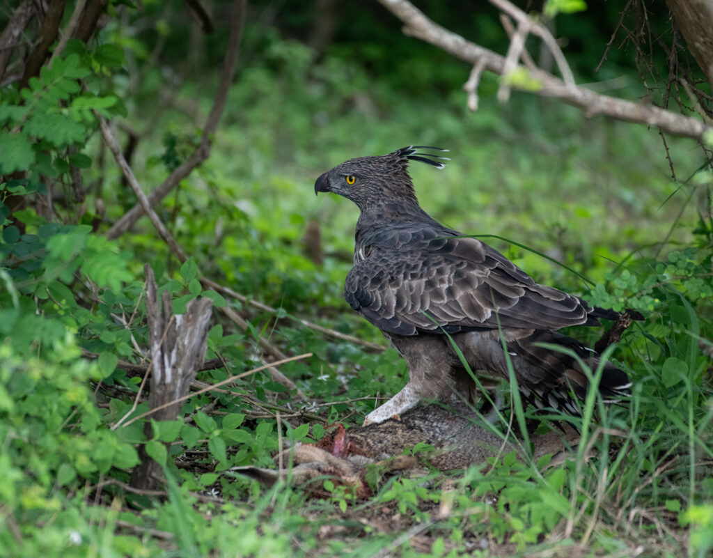 A changeable hawk eagle perched on the ground in the wild