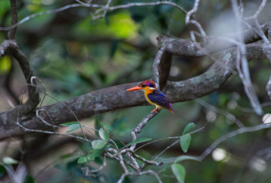 A colorful three toed kingfisher on a branch of a tree