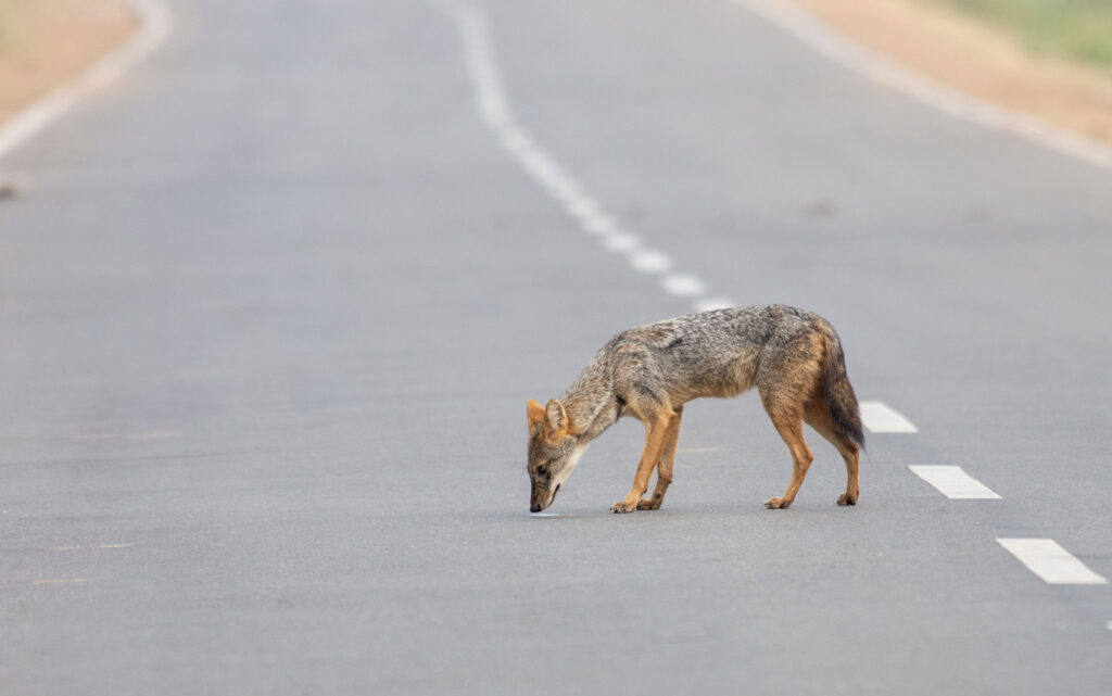 A golden jackal in the middle of a road