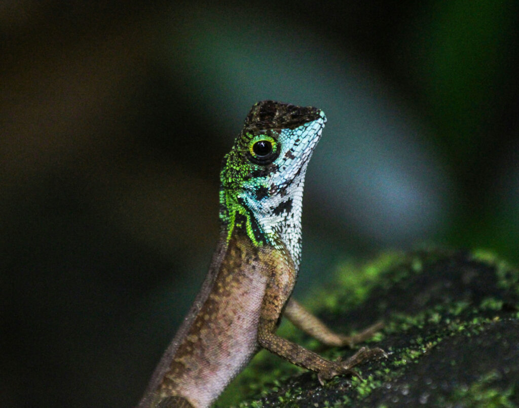 A green lizard on a branch