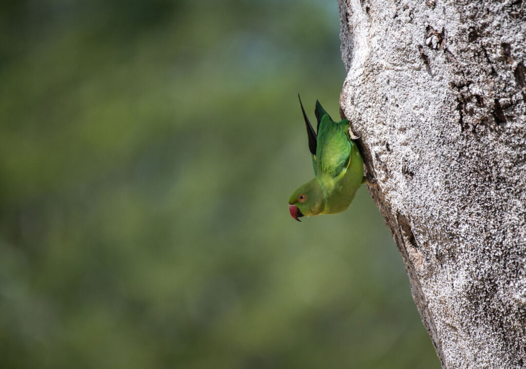 A greenish bird, named rose ringed parakeet perched on a trunk of a tree