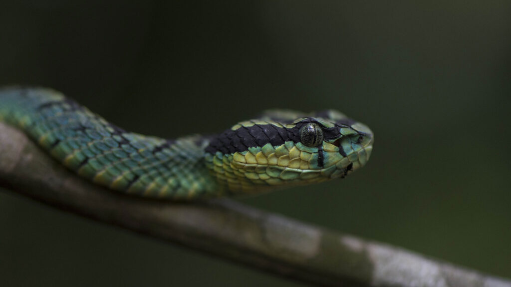 A greenish reptile at the Sinharaja Forest