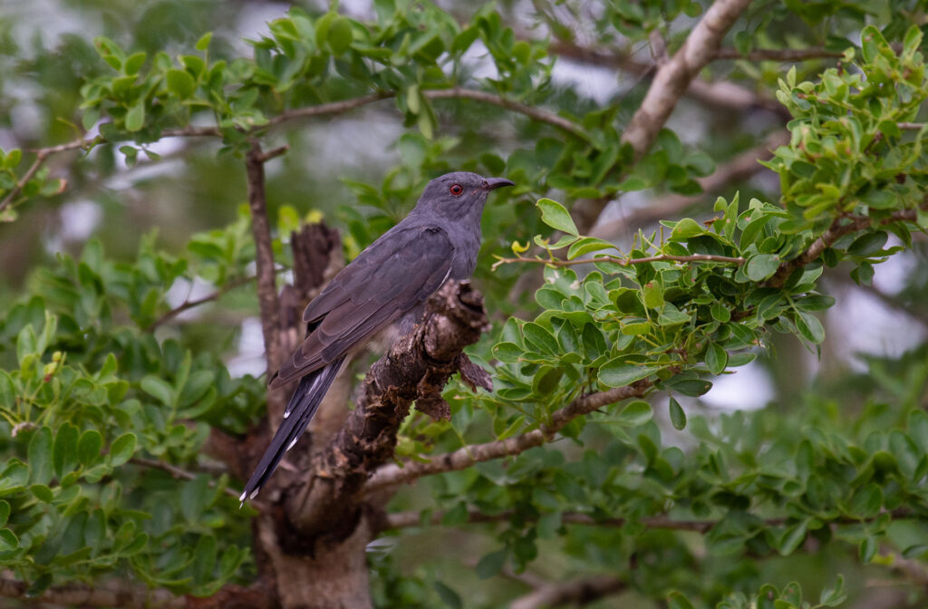 A grey bellied cuckoo perched on a branch of a tree